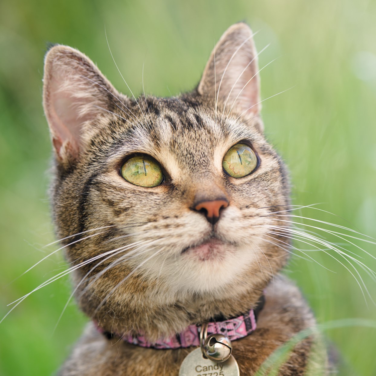 Aztec cat collar clearance